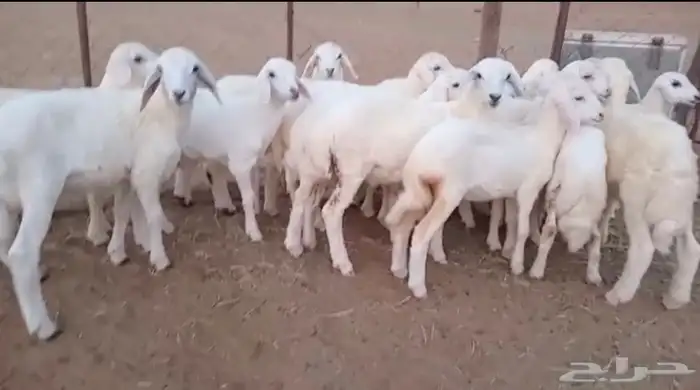 النوع بهم حري تربيه شعره بيض وطرف العدد 18 3