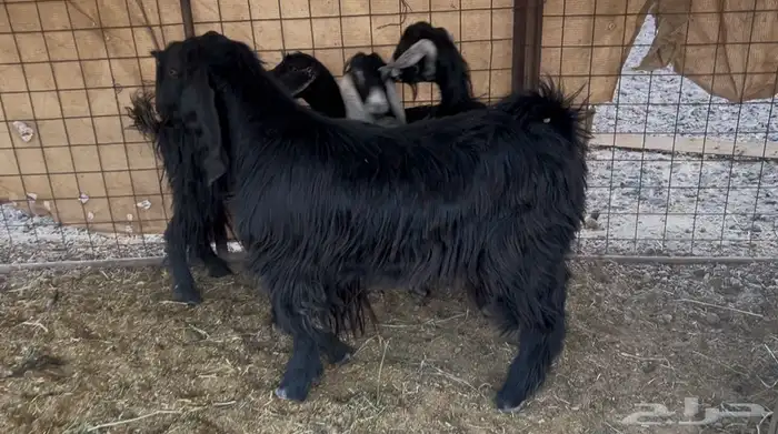 للبيع معزا بفحلها جذع 0