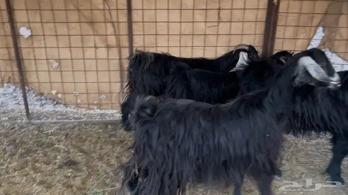 للبيع معزا بفحلها جذع 2