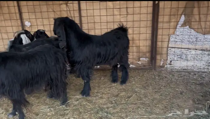 للبيع معزا بفحلها جذع 1