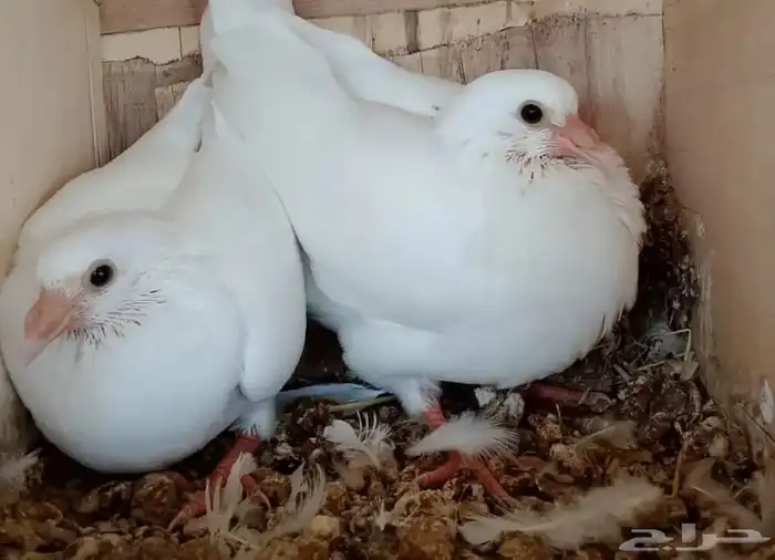 حمام فرنسي 0