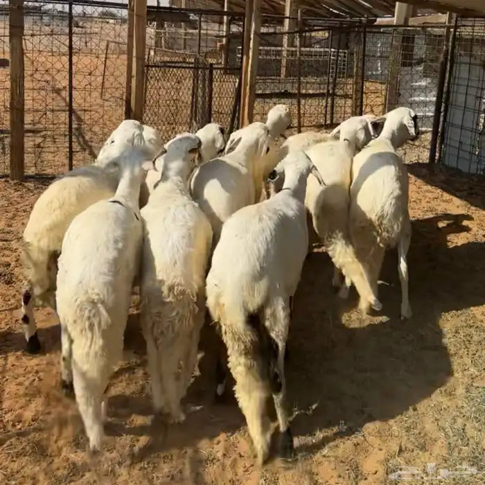 خرفان سواكن جذعان ( تم البيع ) 0