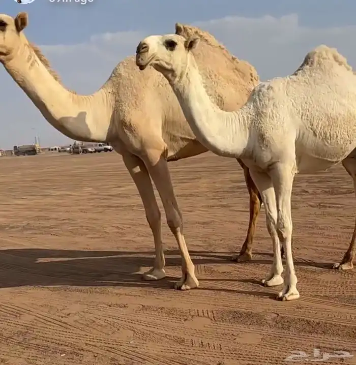 مفرود اوضح 0