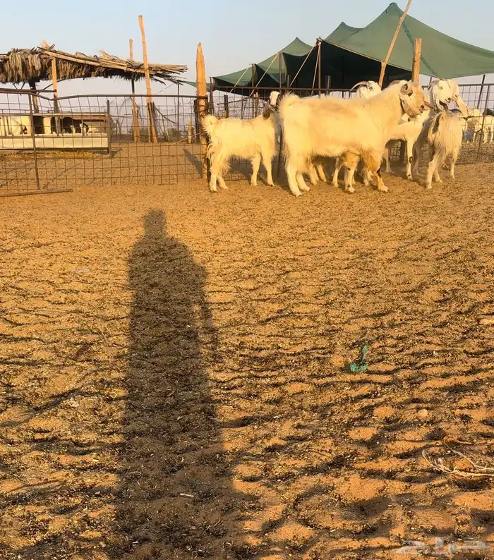 ماعز مصريات اصل دفيع تم البيع 2