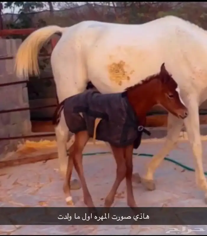 مهره شعبيه فاخره 4