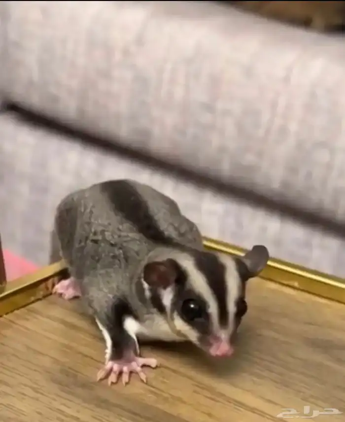 سنجاب شوقر قلايدر انثى 0