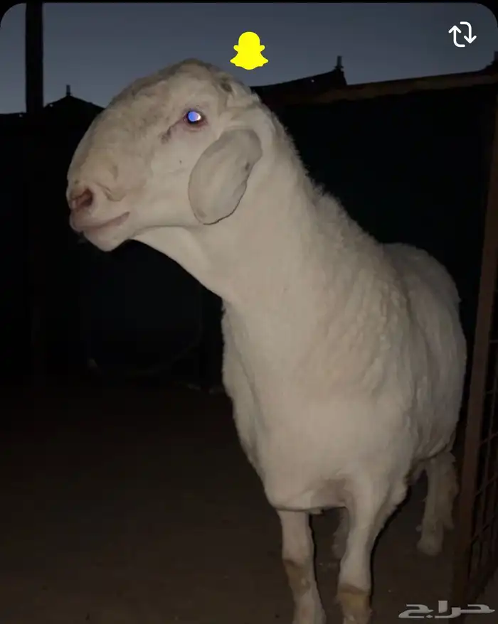 مشاريع فحول فاخره طليان من مراح كفو 6