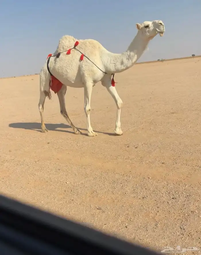 للبيع خلفه وضحا كفووو 0