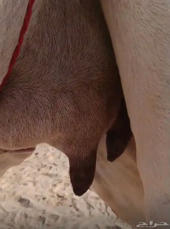 للبيع خلفه كفو حليب وهداوه 2