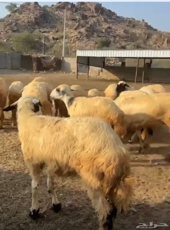 رخال تاسيس مراح 0