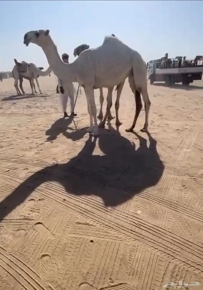 بكرة وضحاء باتلية 2