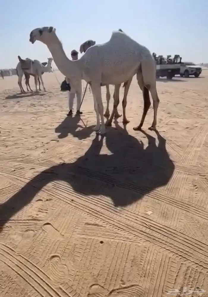 بكرة وضحاء باتلية 3