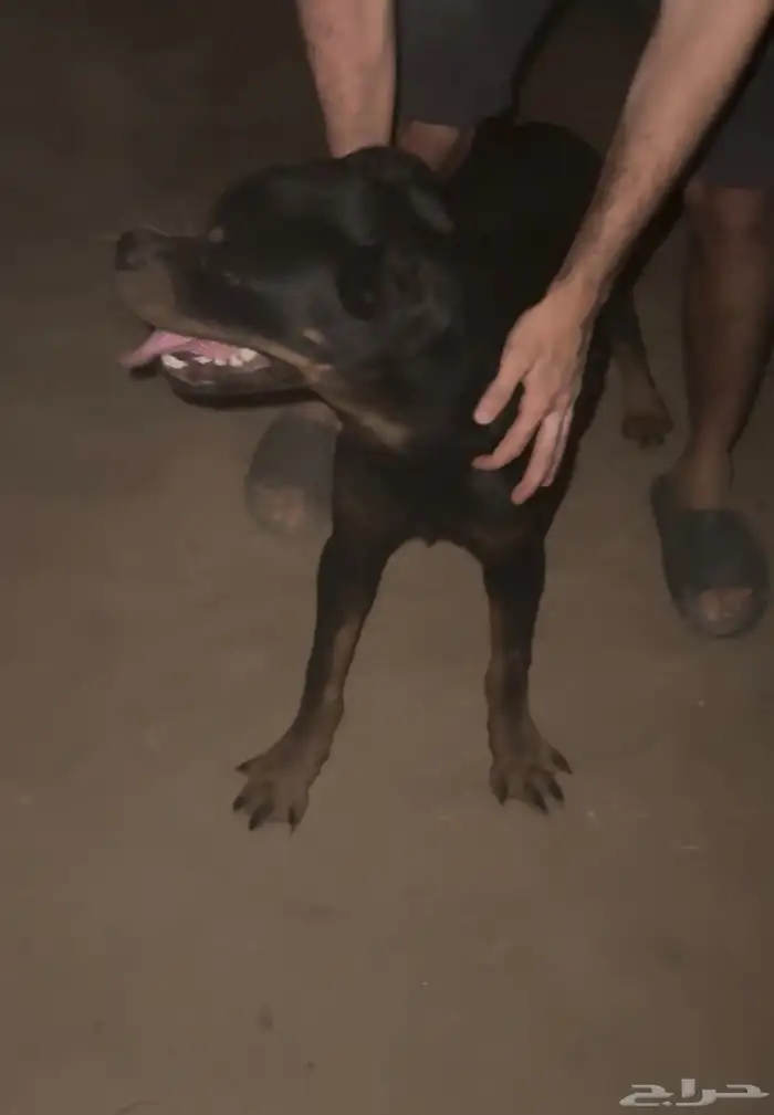 ذكر روتوايلر مستواه بطل مسجل fci ومعاه بيدقري 0