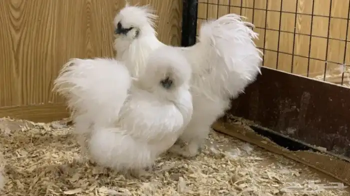 دجاج قطني سلكي مستوى توب التوب 0