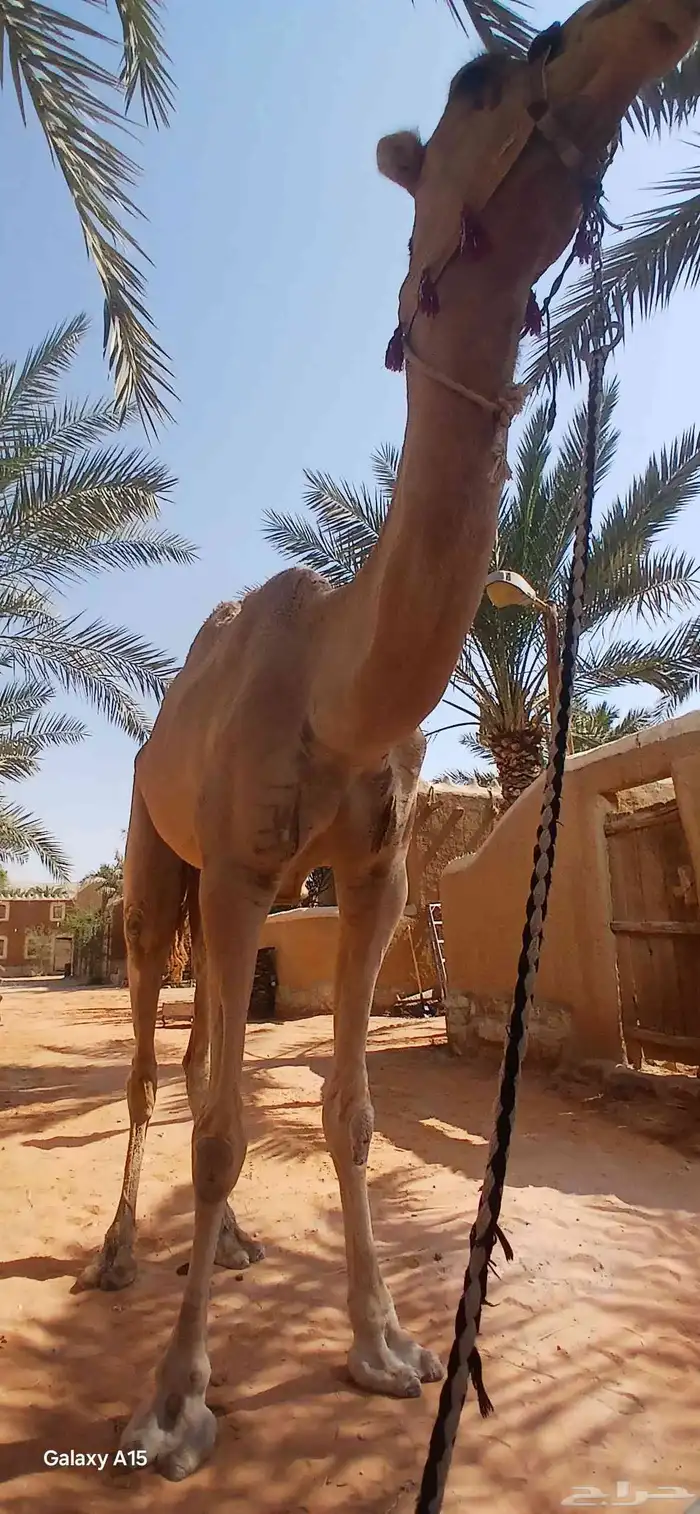 آجار جمال رحول ركبي لي التصوير وا الفعاليات وا المناسبه 9