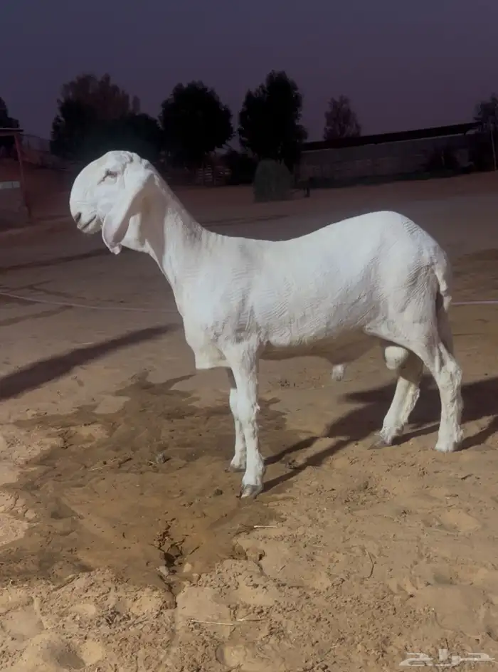 جذع ساكني ابيض 0