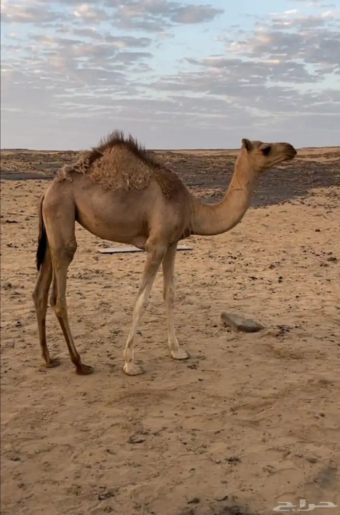 بكره للبيع 1