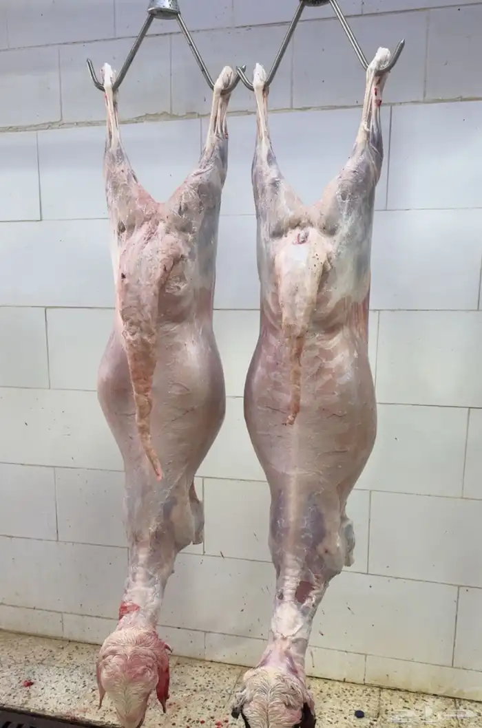 ذبائح مع خدمة السلخ والتوصيل 6