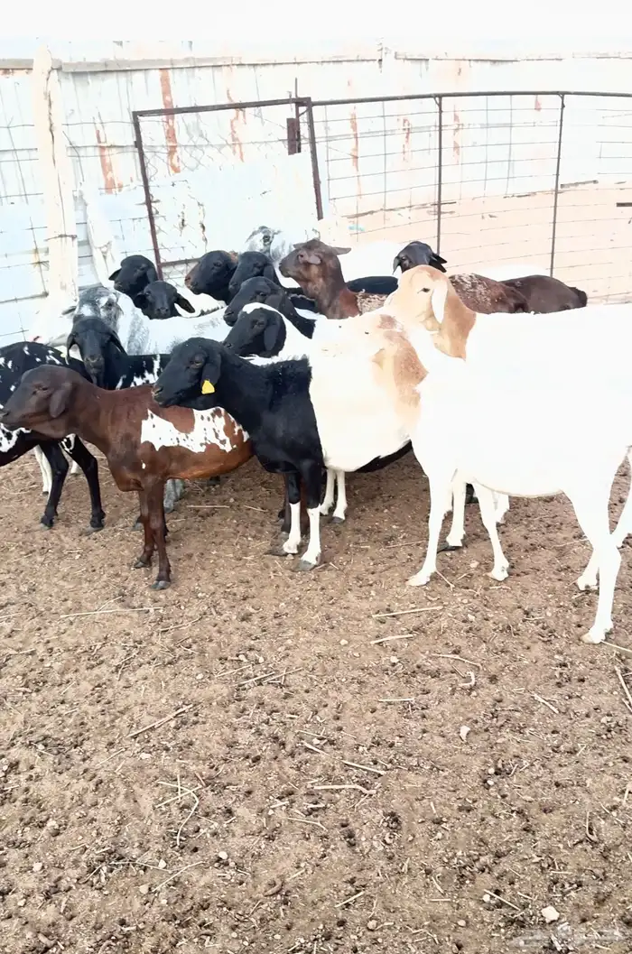 برابر شياة دفيع العدد15 1