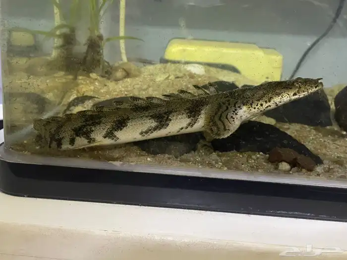 سمك ابو بشير سمكه البشير التايجر 0