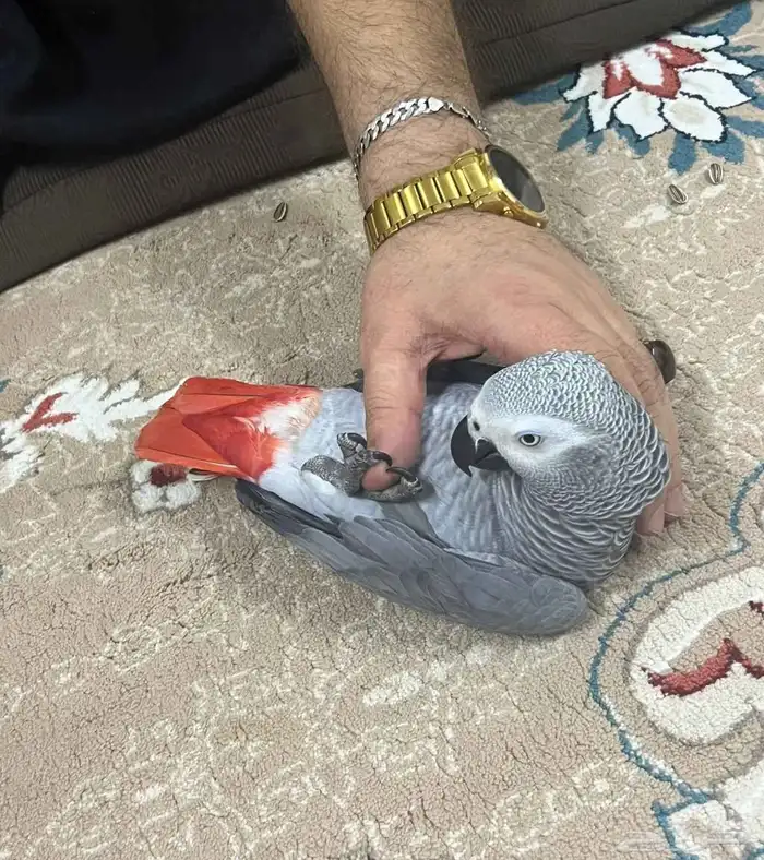 كاسكو اليف ومتكلام 1