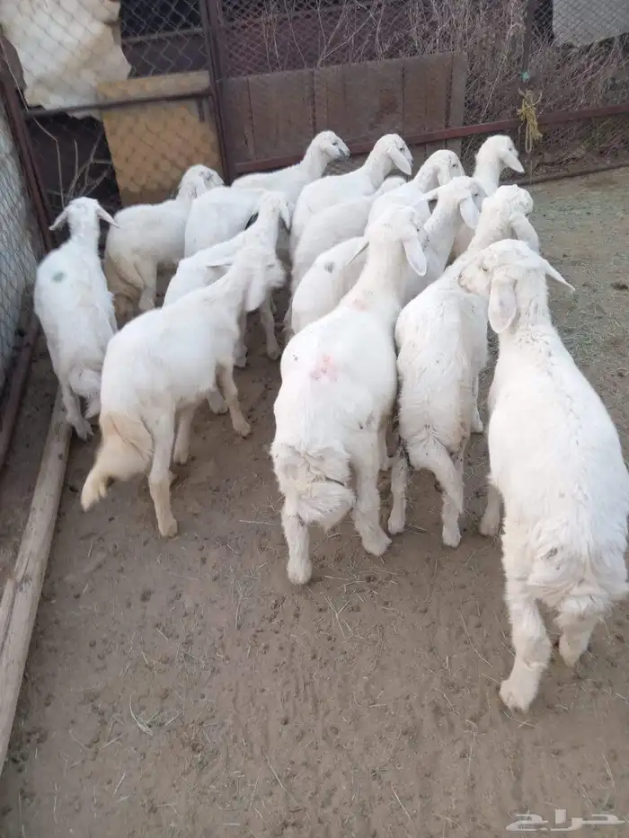 14 خروف مرابي نظيف ومشروط ومحصن جاهز 0