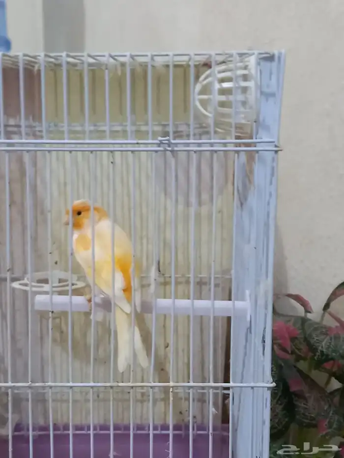 ذكر كناري سوري 0