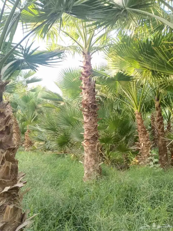 نخل واشنطن زينه للبيع بجميع مقاساته 0
