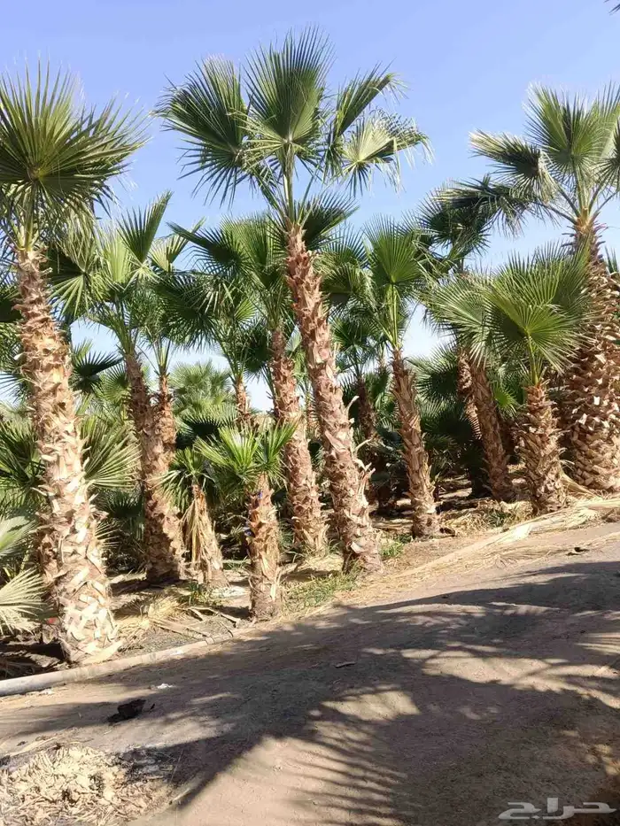 نخل واشنطن زينه للبيع بجميع مقاساته 8