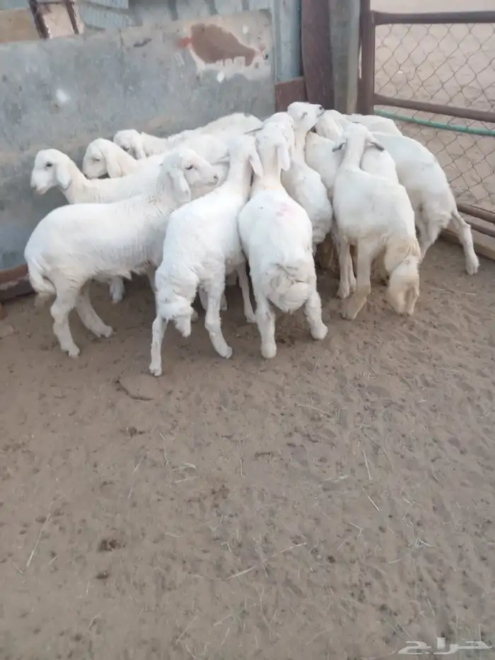 14 خروف مرابي نظيف ومشروط ومحصن جاهز 1