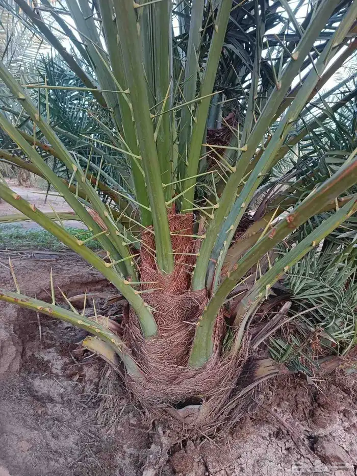 نخل مثمر توريد وزراعه 2