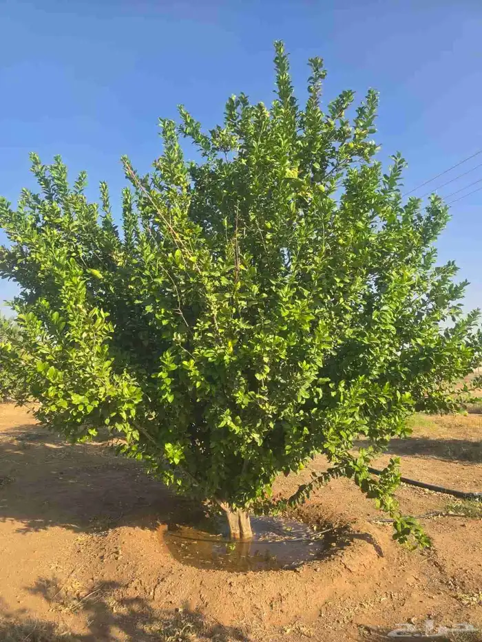 برتقال وتين للبيع وليمون ويوسفي 5