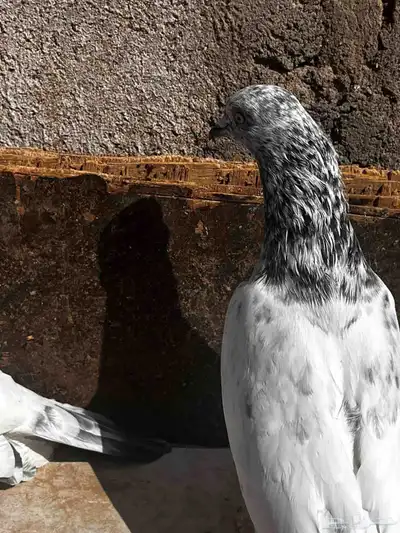 جوزين باكستاني للبيع index