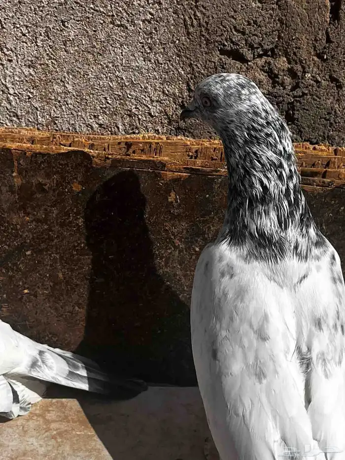 جوزين باكستاني للبيع 6