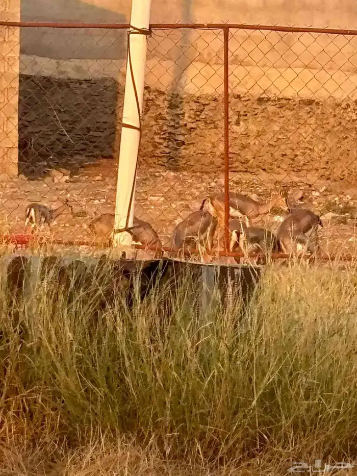 آدمي ذكر وانثى 1