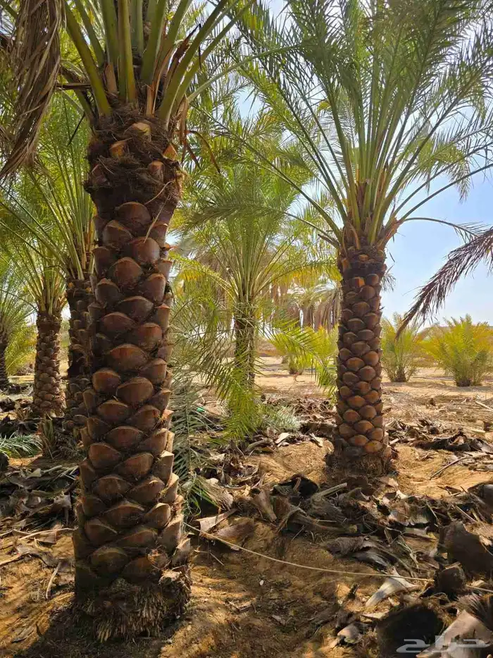 توريد جميع انواع النخيل 4