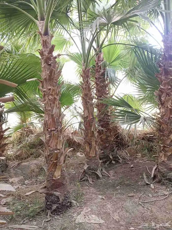 نخل واشنطن زينه للبيع بجميع مقاساته 1