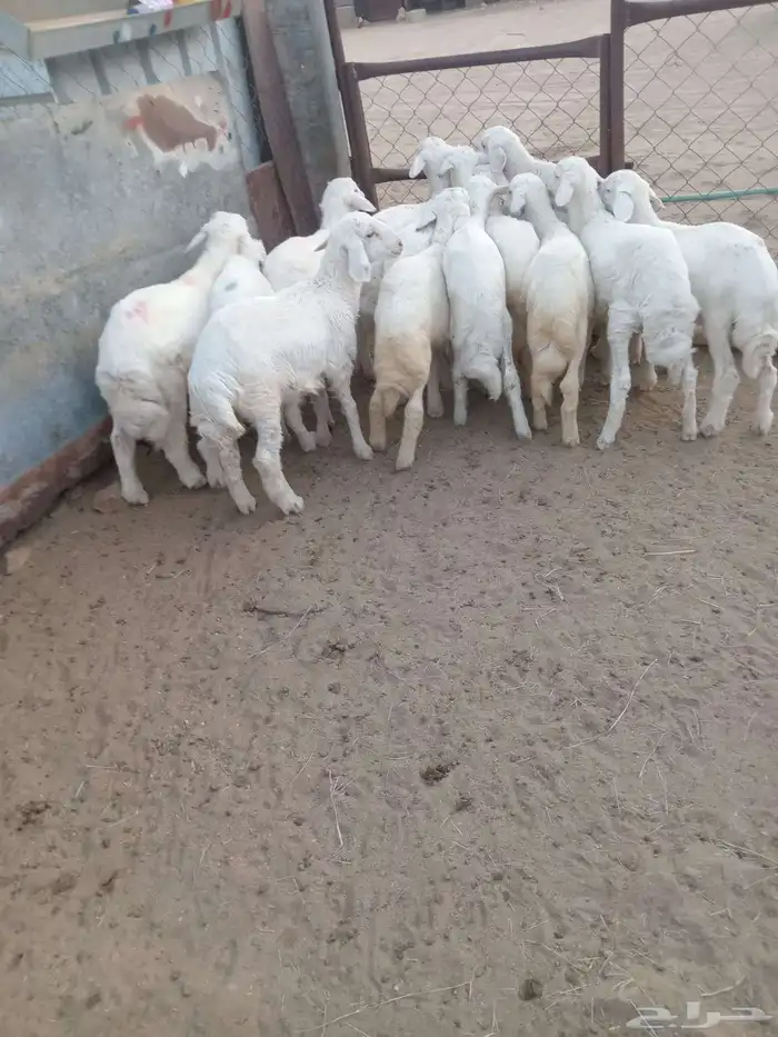 14 خروف مرابي نظيف ومشروط ومحصن جاهز 3