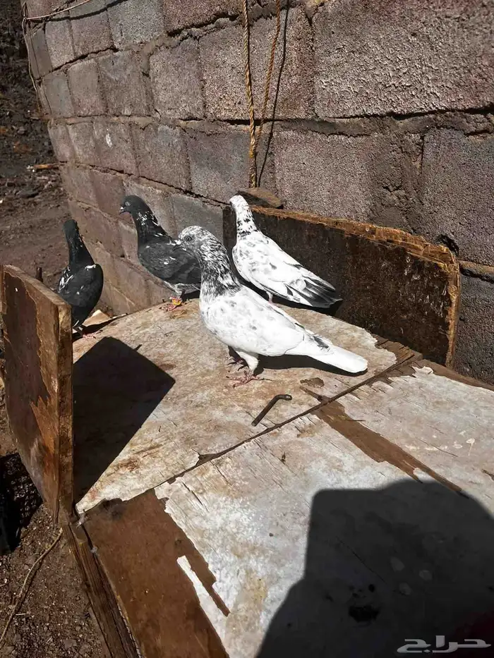 جوزين باكستاني للبيع 4