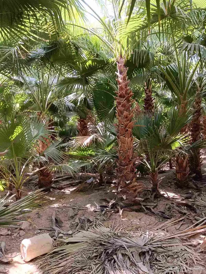 نخل واشنطن زينه للبيع بجميع مقاساته 7