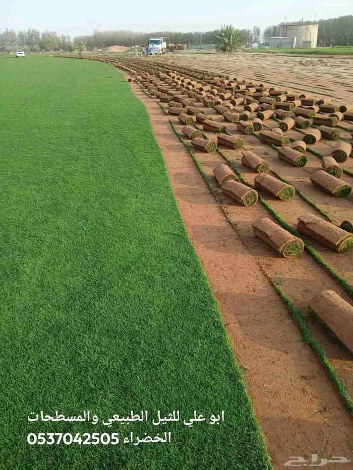 ابوياسين لبيع جميع انواع النخيل البلدي والواشنطن 8