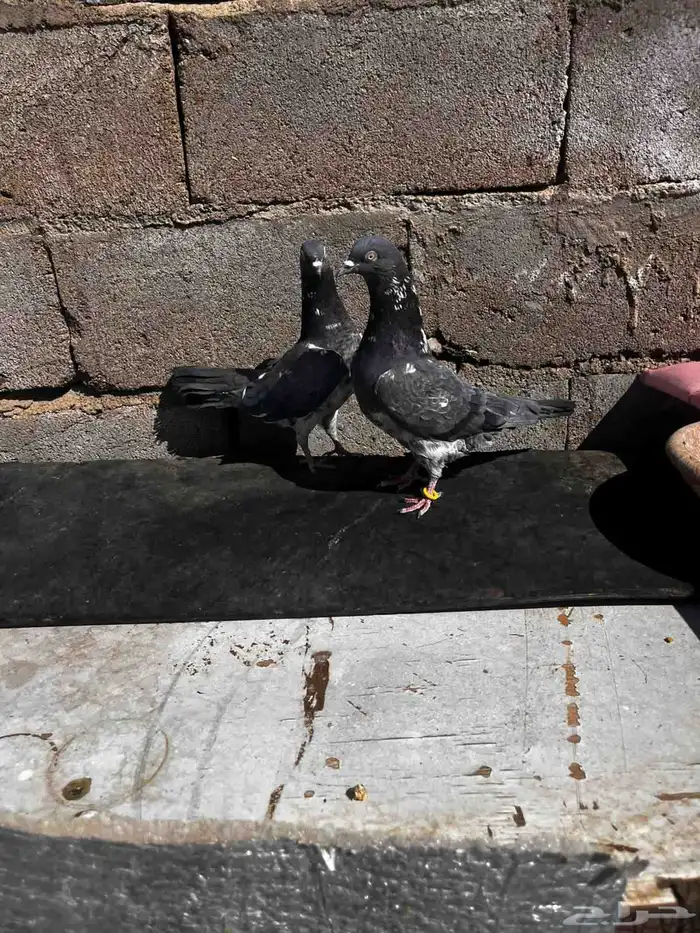 جوزين باكستاني للبيع 8