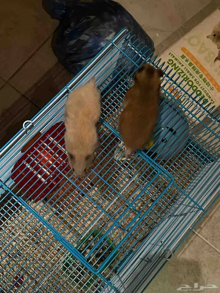 ازواج هامستر للبيع مع الأكل والماء . 0