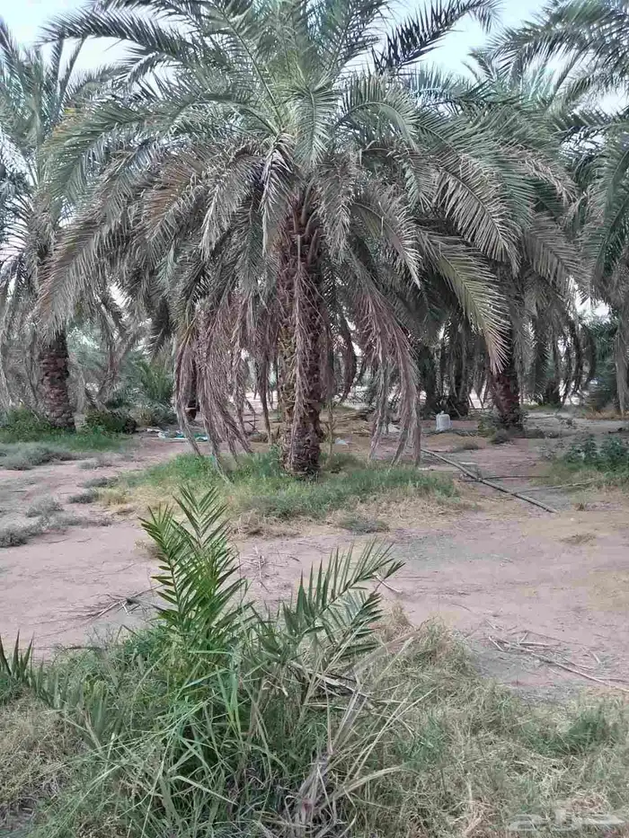 نخل للبيع خلاص صقعي برحي سكري شيشي واشنطني وفسايل وفروخ 5