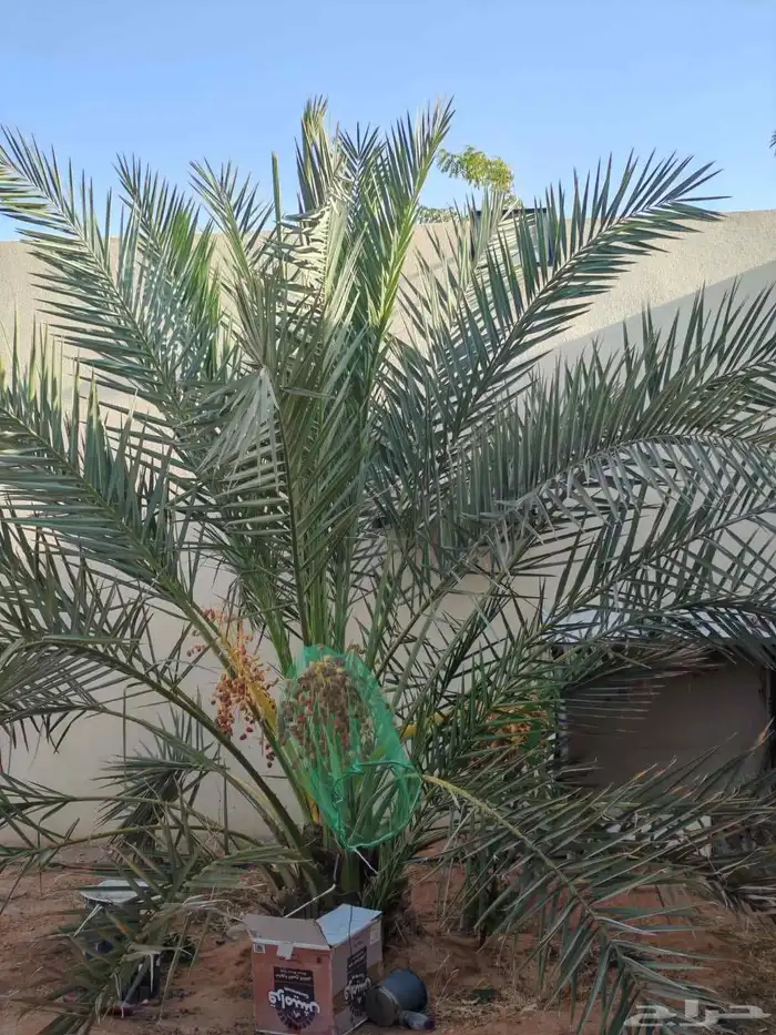 نخل مثمر توريد وزراعه 0