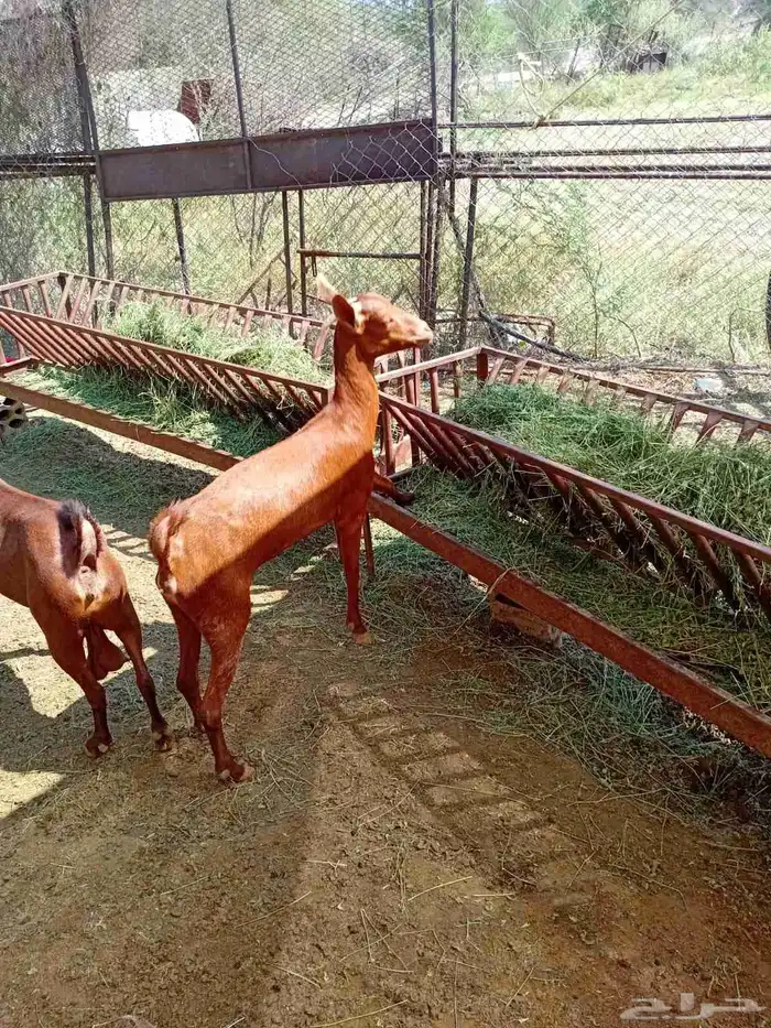 ماعز للبيع 9