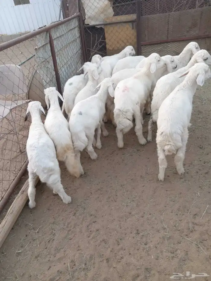 14 خروف مرابي نظيف ومشروط ومحصن جاهز 2