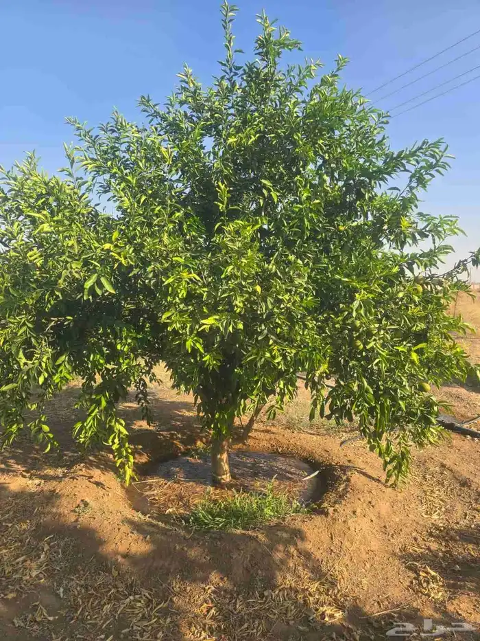 برتقال وتين للبيع وليمون ويوسفي 4