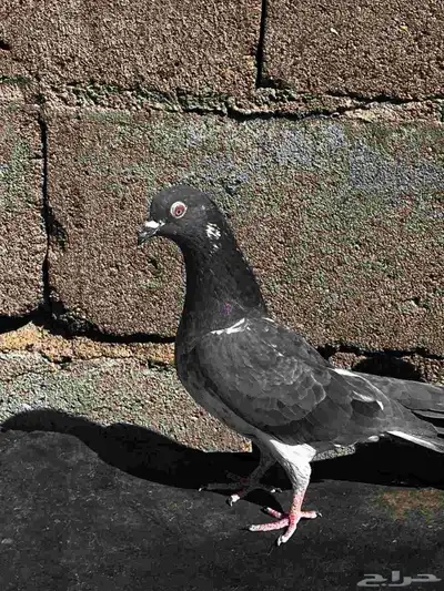 جوزين باكستاني للبيع index