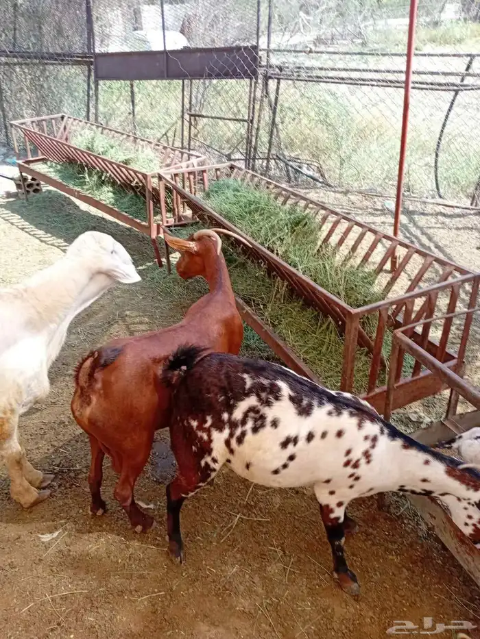 ماعز للبيع 6